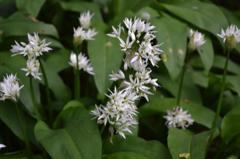 Wild garlic